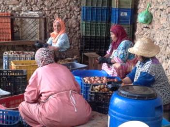 Travail sur les Figues de Graine de Barbarie, au Maroc