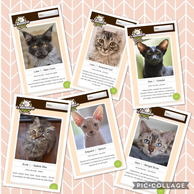 Les pensionnaires de la Ronronnerie